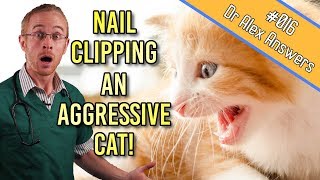 How to Clip an Aggressive Cats Nails without losing blood  Cat Health Vet Advice [upl. by Darill530]