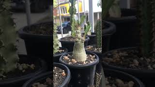 Pachypodium Saundersii with lavarock and pumice as grow media pachypodium caudex [upl. by Sayer365]