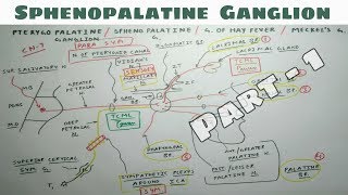 Sphenopalatine or Pterygopalatine Ganglion  1  NeuroAnatomy  Only One Chart  TCML [upl. by Sualocin]