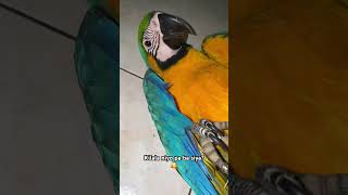 Blue and Gold Macaw being comfortable to hooman [upl. by Niamreg]