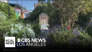 How a farm hidden in a LA neighborhood harvests thousands of pounds of produce [upl. by Zulch]