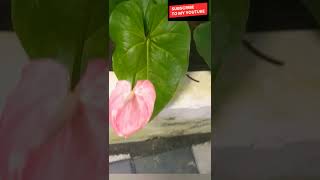 Anthurium flower [upl. by Arebma]