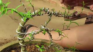 How to make Sageretia Theezans Sweet Plum Bonsai Cascade Style [upl. by Musetta]