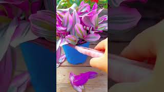 How to growing D Sanderiana silver very beautiful garden flowers plants flowers shortvideo [upl. by Norreg]