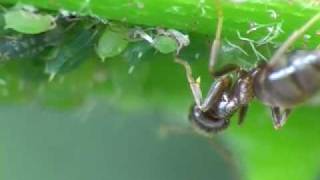 Ants and Aphids Super MacroCloseup [upl. by Rhtaeh]