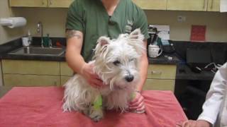 Intradermal Allergy Testing in a Westie [upl. by Meyers]