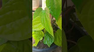 Betal leaf plant healthy plant pan plant पान की पौधा संरक्षण व विकास हेल्थी पौधा [upl. by Arinaid]