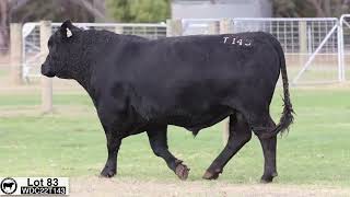 Lot 83 WDC22T143 Coonamble Angus 2024 [upl. by Tillinger]