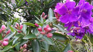 Tibouchina semidecandra flowers  princess flower  lasiandra glory bushes HD 08 [upl. by Lyford845]