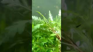 Hygrophila Pinnatifida Aquarium Plant For Sale [upl. by Aihsetan36]