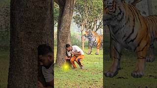 Insaan ghush gaya tree ke under tiger attack shorts [upl. by Hamilton596]