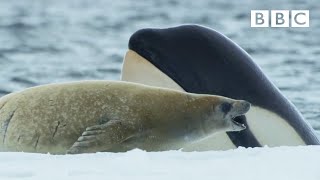 Killer whales are so clever 🤯  Frozen Planet II  BBC [upl. by Obie]