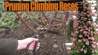 Pruning Climbing Roses in Autumn  Caring for Climbing Roses in Autumn [upl. by Selry]