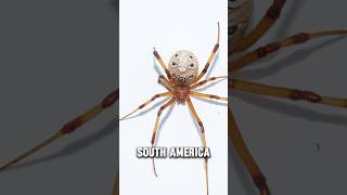 Latrodectus Geometricus  The Brown widow spider animals poisonousanimals spiders [upl. by Anytsirk]