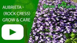 Aubrieta  How to grow Rock cress [upl. by Ob51]