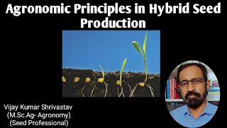 AGRONOMIC PRINCIPLES IN HYBRID SEED PRODUCTION [upl. by Ruff]