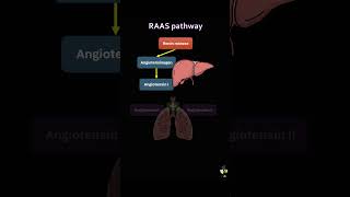 ReninAngiotensinAldosterone System medicaleducation shorts medical [upl. by Campbell]