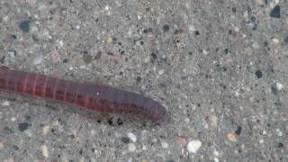 Earthworm Lumbricus Locomotion [upl. by Godderd]