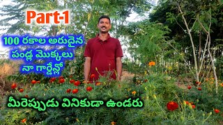 100 types of rare fruit plants in telugu terrace garden vegetables Ramanujans garden [upl. by Eislek]