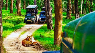 Nagarhole Close Encounter With Tiger  Kabini Safari  Nagarhole National Park [upl. by Keithley]