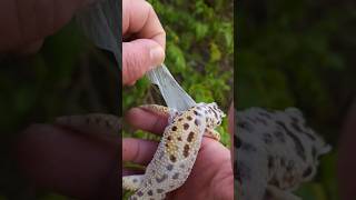 Helping your Leopard Gecko shed 🌞 [upl. by Lula]