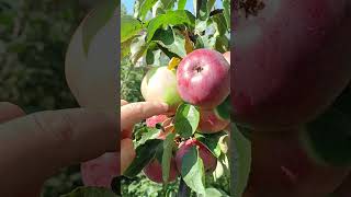 🍎ЯБЛОНЯ БЕЛОРУССКОЕ СЛАДКОЕ 🌳 яблоня сад fruit [upl. by Barny]