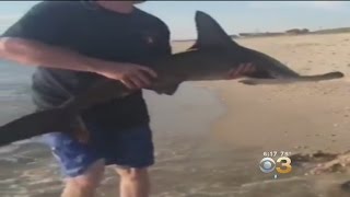 Fisherman Catches Hammerhead Shark In Cape May [upl. by Ennaitsirk921]