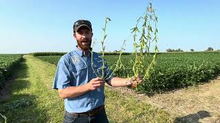 Corn College Matt Duesterhaus Discusses Optimal Timing for Soybean Fungicide Application [upl. by Novehs]