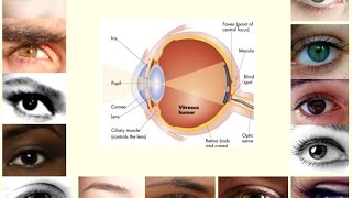 Aliments Idéales Pour Vos Yeux [upl. by Ahsemed]