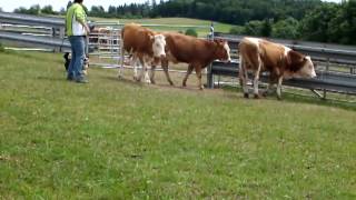 Welsh Corgi quotJackiequot is herding cattle first time [upl. by Vere913]