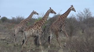 Auf Safari in Südafrika 23 Reportage  Doku  Dokumentation Deutsch [upl. by Sisson]