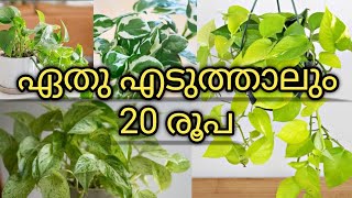 20 rs plants  online sale  affordable rate  kodungallur  Video236 [upl. by Dlaner]