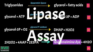 Lipase Assay  Lipase Test  Cayman’s Triglyceride Colorimetric Assay  Lipid Hydrolysis Assay [upl. by Gnourt]