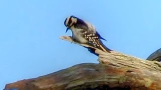 Downy Woodpecker Calling and Drumming [upl. by Sedgewake]