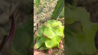 Dragon Fruit Ittna bda minivlog aftabvlog shorts vlog farming aftabshaikh dragonfruit [upl. by Nairde]