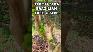 Jaboticaba Jabuticaba Brazilian Tree Grape FRUITS Tropical Tree [upl. by Hogarth]