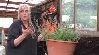 How to plant up a patio pot with herbaceous plants [upl. by Perr]