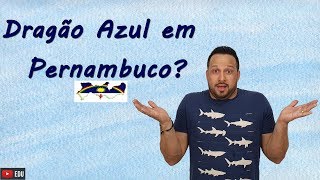 Dragão Azul Glaucus atlanticus em Pernambuco  Molusco  Biologia com o Tubarão [upl. by Mozart]