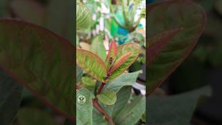 Organic Gardening Ladybug Aphids Mealybugs plants [upl. by Ihel]