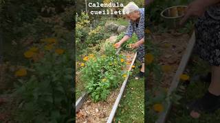 Cueillette du Calendula Officinalis avec tata Victoria faitmaisonparclaudiab calendula [upl. by Aubyn]