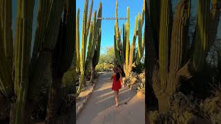 Mustsee Experiences in Scottsdale Arizona 😍🌵❤️ [upl. by Becket]