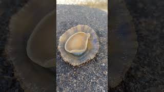 Limpets move by rippling the muscles of their foot in a wavelike motion animals beach [upl. by Mya]