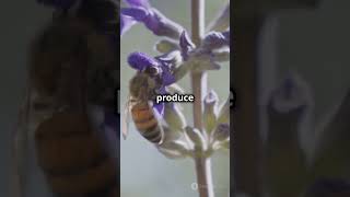 Buzzing Wonders The Secret Life of Bees bees honeyfacts honey shorts facts trending [upl. by Kcolttam804]