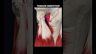 Doctor explains Dak Prescott hamstring tendon avulsion in 60 seconds dallascowboys sports science [upl. by Rima]