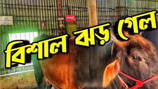 গরুগুলা সুস্থ হওয়ার পথে  Purbasha Agro [upl. by Lesak704]