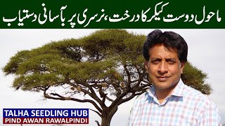 Acacia Tree Plants Review  Talha Seedling Hub Rawalpindi [upl. by Jedidiah]