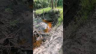 Huge Cypress Tree amp Amber Colored Water Connects to Econlockhatchee at Econ River Wilderness Area [upl. by Three]