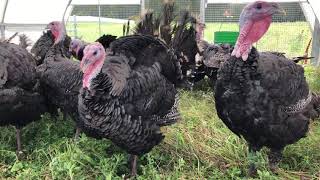 What do bronze orlop turkeys look like at 20 weeks of age [upl. by Gnohc458]