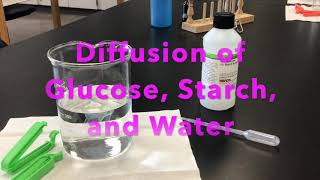 Diffusion of Water Glucose and Starch through a Dialysis Bag [upl. by Kolivas982]