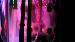 Dual Moving bed filter biological with K1 Media  HD video [upl. by Euqinotna]